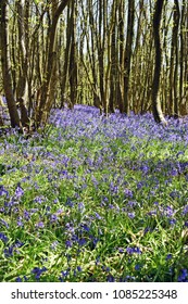 A Walk Through The Woods With Bluebells Foaming A Carpet Across The Ground In The Kent Countryside.