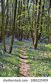 A Walk Through The Woods With Bluebells Foaming A Carpet Across The Ground In The Kent Countryside.