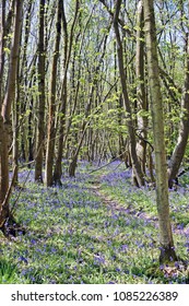 A Walk Through The Woods With Bluebells Foaming A Carpet Across The Ground In The Kent Countryside.