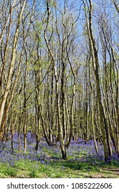 A Walk Through The Woods , Where The Bluebells Have Form A Blue Blanket Across The Floor In The Kent Countryside .