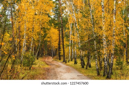 walk in the woods. autumn. autumn colors. autumn leaves. beauty. pleasure. - Shutterstock ID 1227457600