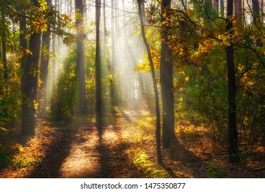 Walk in the woods. Pleasant autumn weather. Sun rays play in the branches of trees. - Shutterstock ID 1475350877