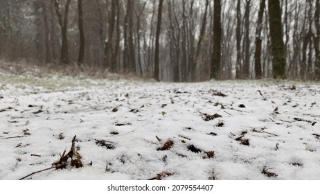 Walk In The Woods. Snowy Winter