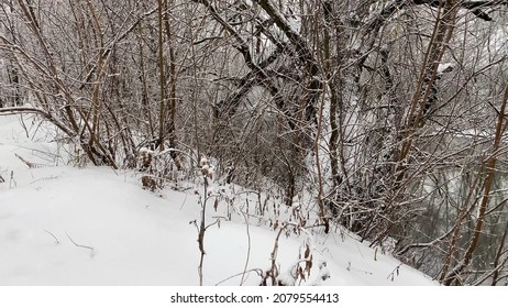 Walk In The Woods. Snowy Winter