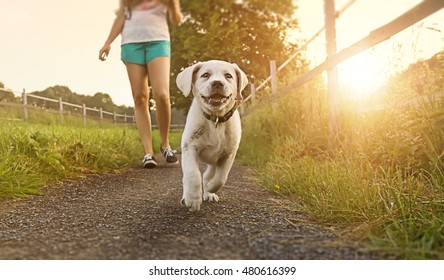 Walk of a young woman with dog at sunset next to a paddock - Labrador puppy running with pretty face - Powered by Shutterstock