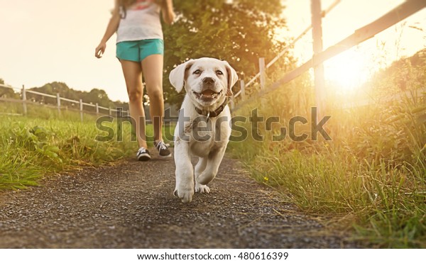 南京の南京に犬を連れた若い女性の散歩 美しい顔をして走るラブラドールの子犬 の写真素材 今すぐ編集