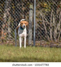 Walker Coonhound Standing 