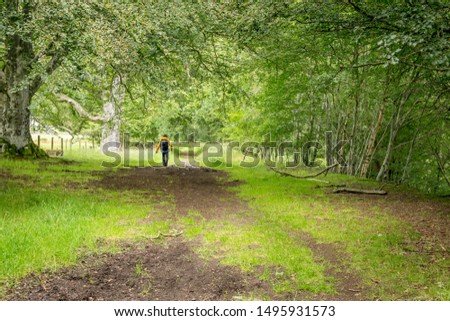 a walker on the path through the forest part of the Aberfeldy to Kenmore, river Tay walk. 