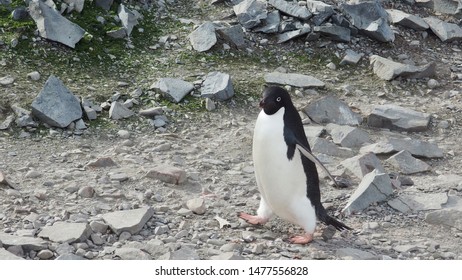 Walking Adele Penguin On The Rock Beach In Antarctica.