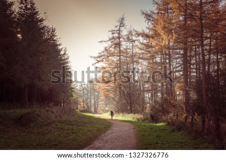 Walking along a forest path in Autumn