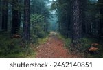 Walking along the magic fairytale mossy forest path.