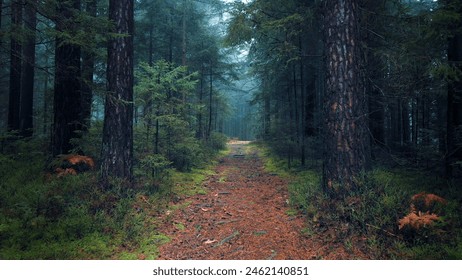 Walking along the magic fairytale mossy forest path. - Powered by Shutterstock