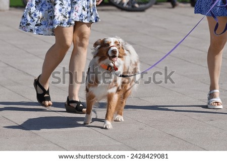 walking an animal. Woman's legs and the motley dog