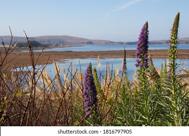 Walking Around Bodega Bay California