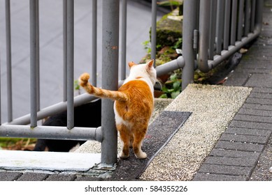 Walking Away Cat