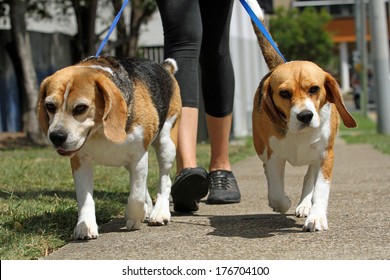Walking Beagle Dogs on lead