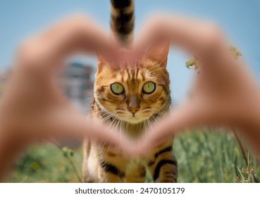 Walking Bengal cat outdoors. The face of your favorite cat in a frame with a heart made of fingers. - Powered by Shutterstock