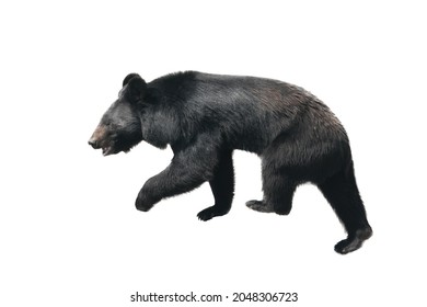 Walking Black Bear Isolated On White Background