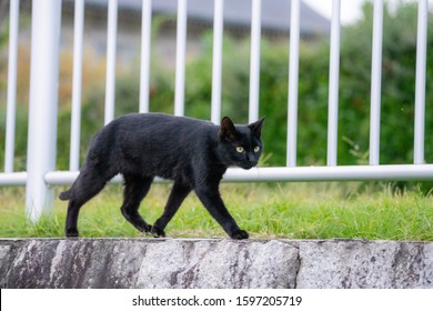 猫 歩く の画像 写真素材 ベクター画像 Shutterstock