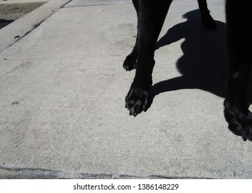 Walking Black Dog On Hot Asphalt On Summer Day