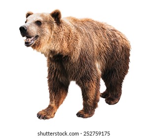 Side View Bear Isolated Over White Stock Photo (Edit Now) 213279292