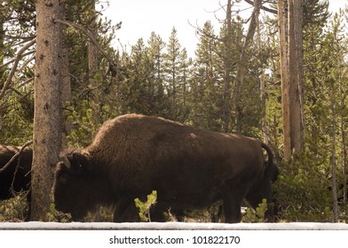 Walking buffalo