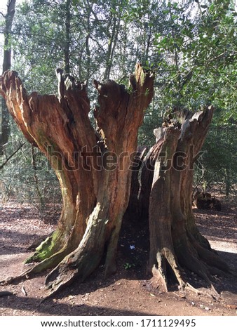 Walking in Burnham Beeches During Lockdown