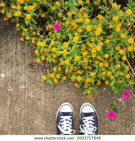 Similar – Blaues Blumenbeet mit blauen Schuhen