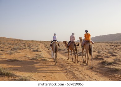 Walking With Camels In Desert Of Oman