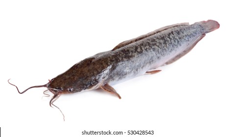 35 Airbreathing catfish Images, Stock Photos & Vectors | Shutterstock