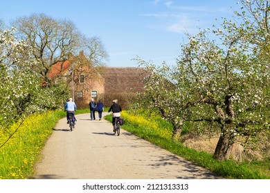 Walking and cycling between the blossoming fruit trees in the Betuwe.