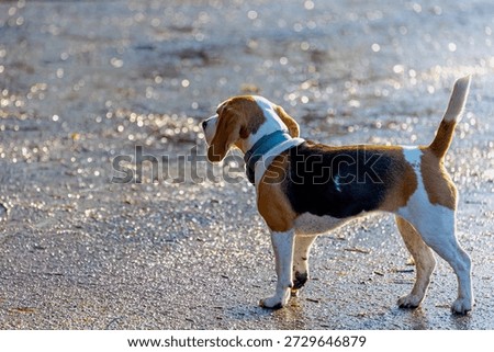 Walking the dog concept, Selective focus of tricolour dog on the ground, A little puppy on wet floor in winter, The Beagle is a breed of scent hound similar in appearance to the much larger foxhound.