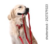 Walking with dog. Cute Golden Retriever with leash on white background