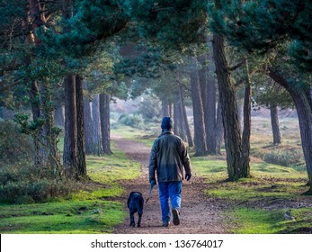 Walking A Dog In New Forest In The Evening.