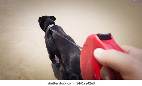 Walking A Dog On The Beach With Red Handled  Retractable Leash. Unique POV.