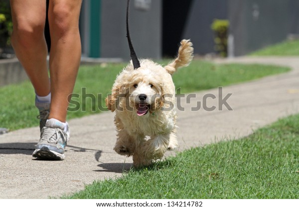 犬をリードで歩く の写真素材 今すぐ編集