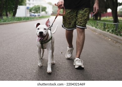 Walking with a dog on the leash. Man walks his happy staffordshire terrier puppy outdoors - Shutterstock ID 2204321469