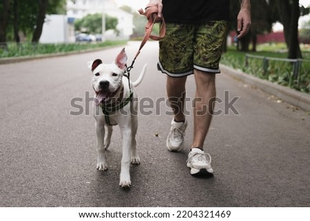Walking with a dog on the leash. Man walks his happy staffordshire terrier puppy outdoors