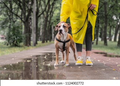 Walking The Dog In Yellow Raincoat On Rainy Day. Female Person And Staffordshire Terrier Dog On A Leash Stand On Pavement In Urban Park In Bad Weather