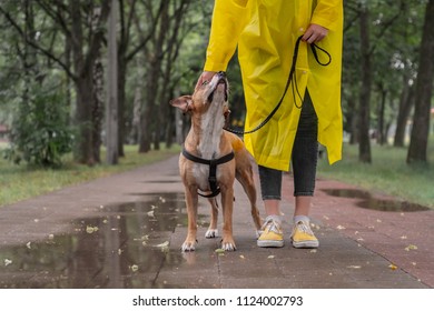 Walking The Dog In Yellow Raincoat On Rainy Day. Female Person And Staffordshire Terrier Dog On A Leash Stand On Pavement In Urban Park In Bad Weather