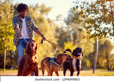 Walking Dogs - Happy Man Dog Walker Enjoying With Dogs
