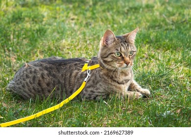 Walking a domestic cat on a yellow harness. The tabby cat is afraid of outdoor,hides in the green grass, cautiously and curiously. Teaching your pet to walk - Shutterstock ID 2169627389