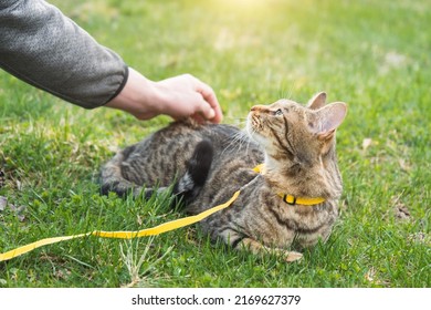 Walking a domestic cat with the owner on a yellow harness. The tabby cat caressing a person's hand of outdoor, hides in the green grass, cautiously and curiously. Teaching your pet to walk