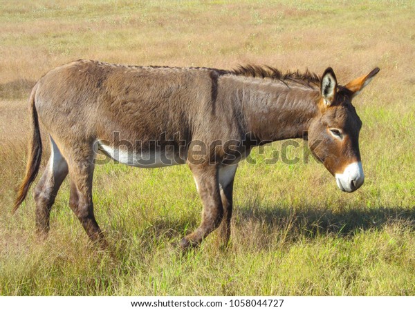 Walking Donkey Position Side View Cute Stock Photo 1058044727 ...