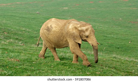 Walking elephant