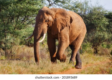 Walking Elephant In The Bushes Of Samburu National Reserve, Kenya 