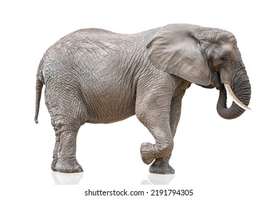 Walking elephant isolated on white. African elephant isolated on a uniform white background. Photo of an elephant close-up, side view. - Powered by Shutterstock