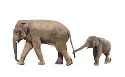 Wanderfamilie Von Elefanten - Mutter Und Kind (Elephas Maximus). Kleiner Elefant Wird Vom Kofferraum Am Schwanz Seiner Mutter Gehalten. Einzeln Auf Weißem Hintergrund