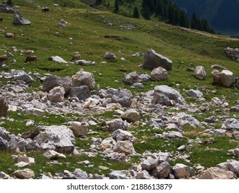 Walking In Fiemme Valley, Trentino Alto Adige, Italy