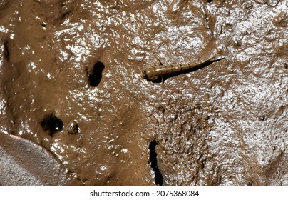 Walking Fish, With A Human-like Face, Near Its Personal Mud Hole, In A River Delta Mangrove Forest`s